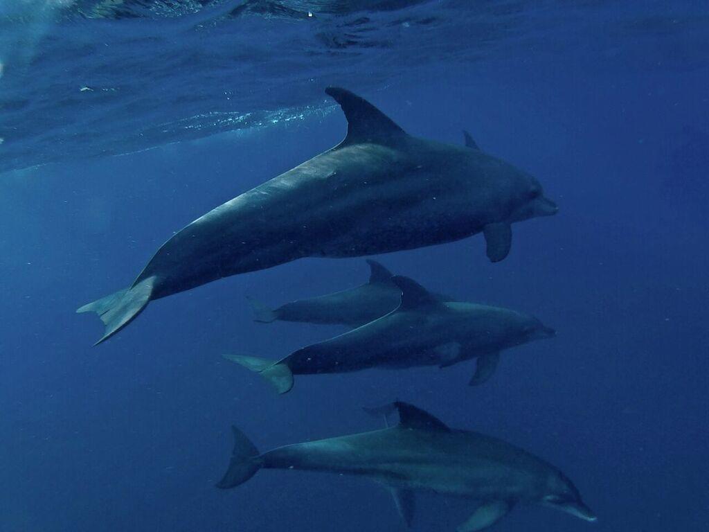 Dolphin Safari Lodge Mahonda Buitenkant foto