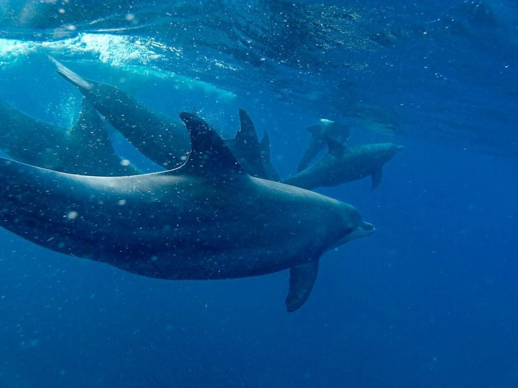 Dolphin Safari Lodge Mahonda Buitenkant foto