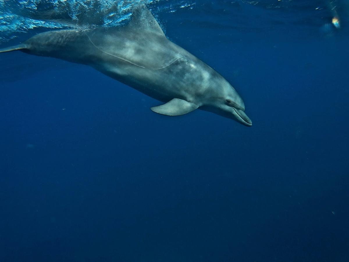 Dolphin Safari Lodge Mahonda Buitenkant foto